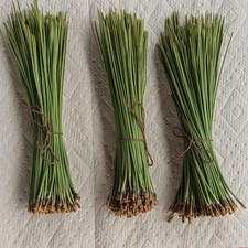 Ponderosa Long Leaf Pine Needles