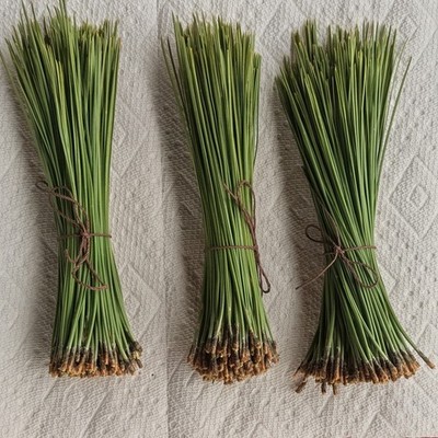 Ponderosa Long Leaf  Pine Needles 