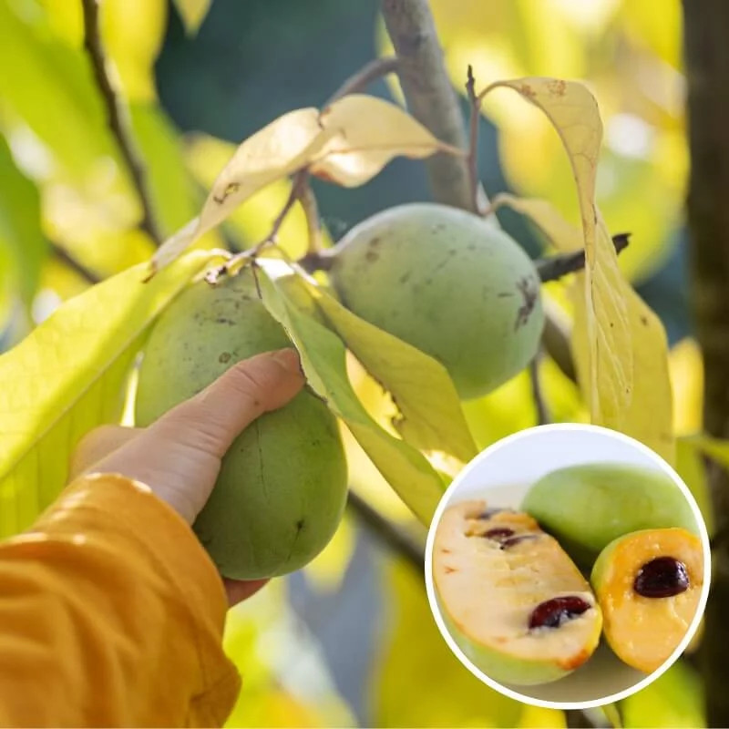 Asiminier trilobé Rappahannock arbre fruitier résistant aux gelées hivernales