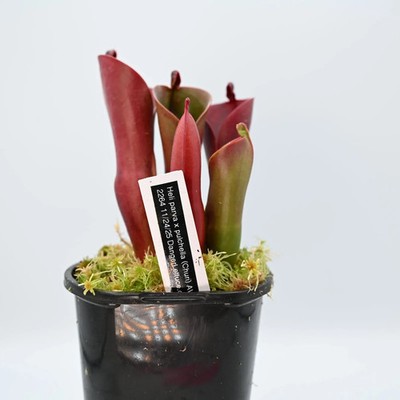 Heliamphora parva x pulchella (Churi) AW RSC - 4.33