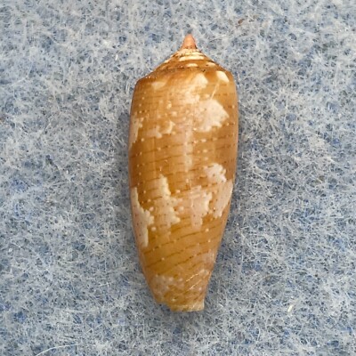 #22 Conus obscurus 18.3mm F+ No Data