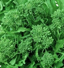 BROCCOLI SEEDS 500+ SPRING RAAB RAPINI garden VEGETABLES NON GMO FREE SHIPPING