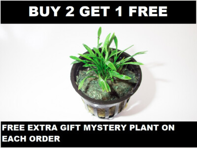 BUY 2 GET 1 FREE 1 Pot Cryptocoryne Parva Crypt Parva Easy Live Aquarium Plants