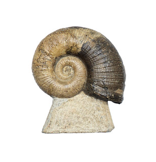 Lias Cephalopode Lobolytoceras siemensi (DENCKMANN 1867)