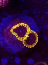 Tsa Wrap Drive Zoa WYSIWYG Live coral frag Lps Sps