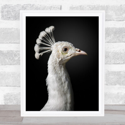 Animals Birds Peacock Peafowl White Majestic Wall Art Print