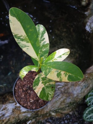 Nyamplung Fruit Tree Variegated Calophyllum inophyllum Rare Plant