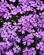 100+ Purple Beauty Moss Phlox Seeds for Garden Planting - USA - FREE SHIPPING!