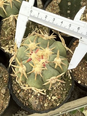 Echinocactus horizonthalonius RareSucculent cactus Plant Garden Décor Boutique