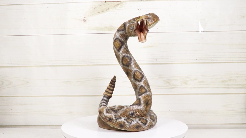 Realistic Attacking Coiled Diamondback Rattlesnake With Fangs Bared ...