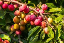 American Plum Bonsai Tree Seedling