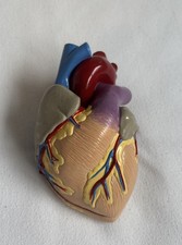 GPI 3D Anatomical Heart Model 1996 Two Parts