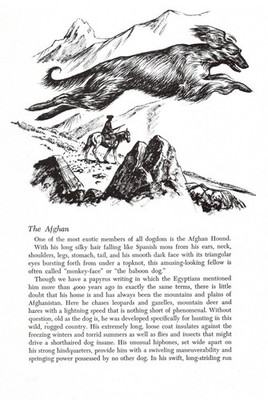 Afghan Hound - 1964 Vintage Dog Art Print by Raymond Pease