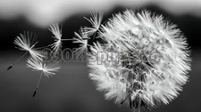Digital Image Picture Photo Wallpaper Background Desktop Art Dandelion #A491
