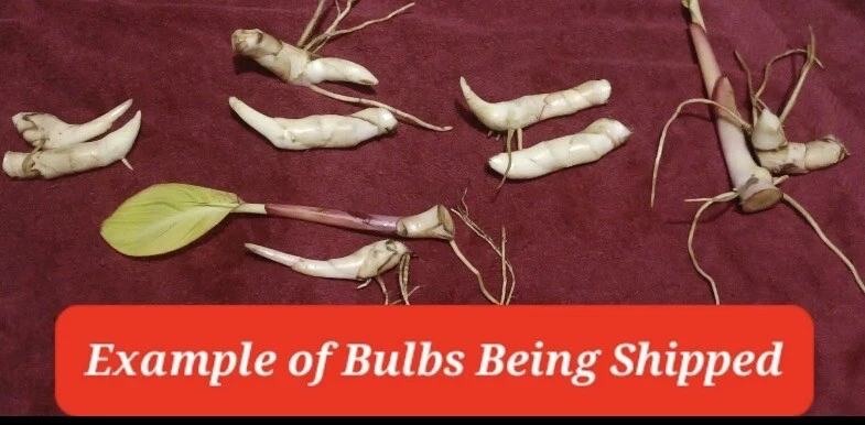 5 Tropicana 黑色 Canna Lily Rhizome 灯泡“Red Blooms” — 第 3/3 张图片