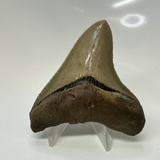 Megalodon Shark Tooth 3.32 Inch - Beautiful - Colorful Fossil - Serrated 20695