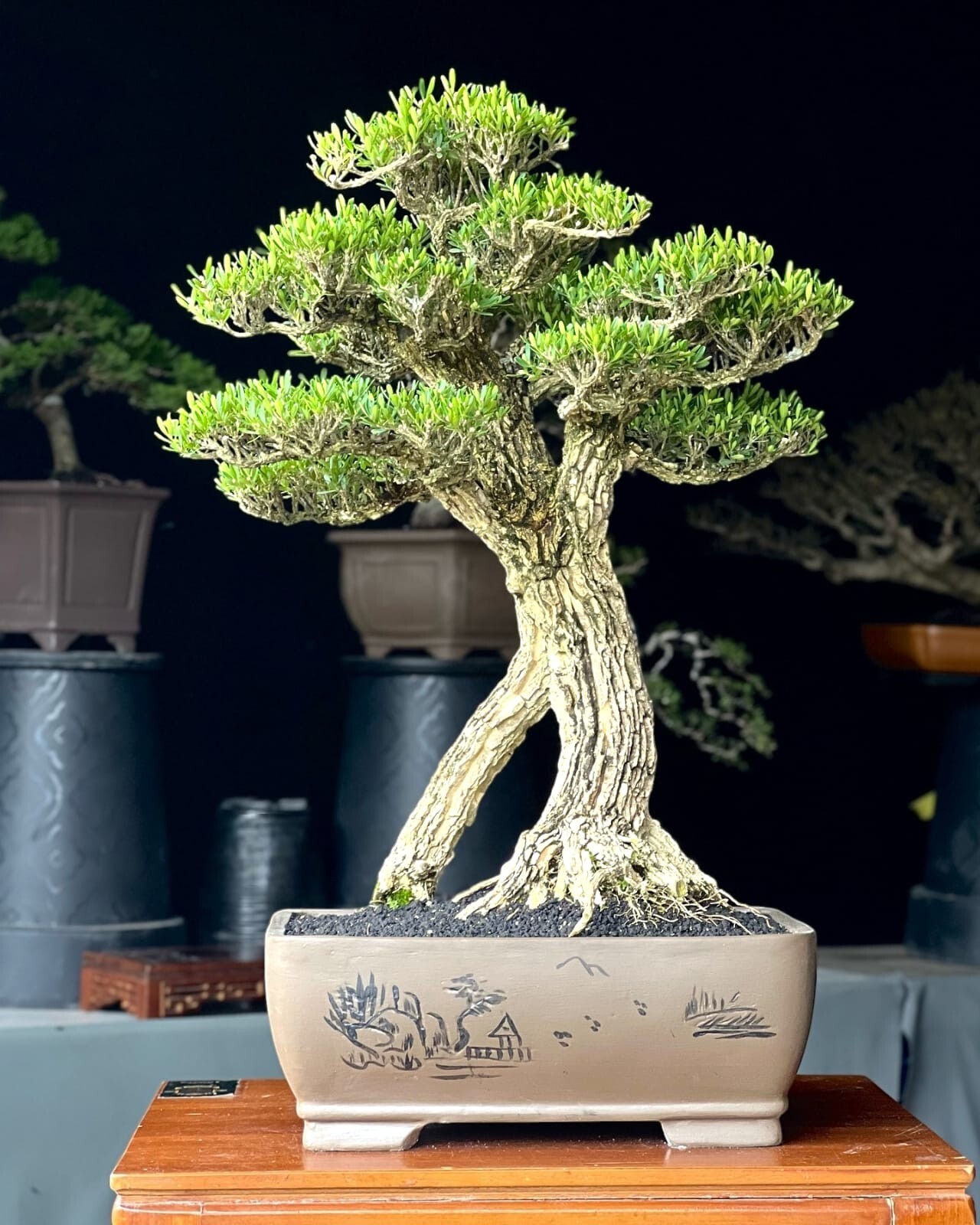 Actual plant Bonsai Boxus harladi Boxwood bonsai tree free phitosanitary