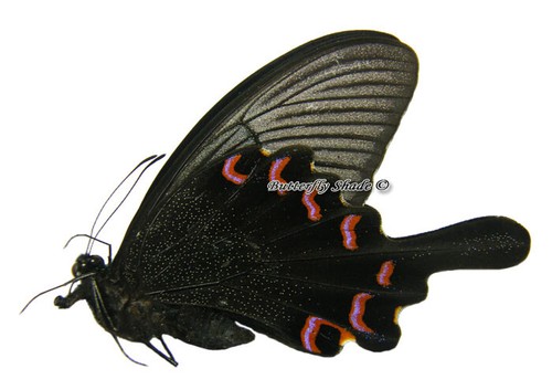 Unmounted Butterfly/Papilionidae - Papilio bianor bianor, male, A- - Picture 2 of 2