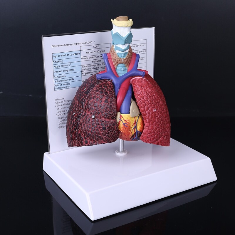 Life Size Human Lung Model Anatomical Respiratory System Anatomy ...