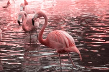 Just Pink Flamingos Wading in Water Photo Art Print Poster 18x12