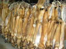 Tanned Red Fox Hides # 1's Fur Coats Trapping Furs Good Quality Fresh ID Tag Red