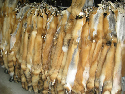 Tanned Red Fox Hides # 1's Fur Coats Trapping Furs Good Quality Fresh ID Tag Red