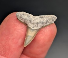 Breathtaking Glossy Lemon Shark Tooth BV Florida Quality Fossil