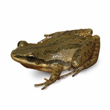 Pseudacris Chorus Frogs