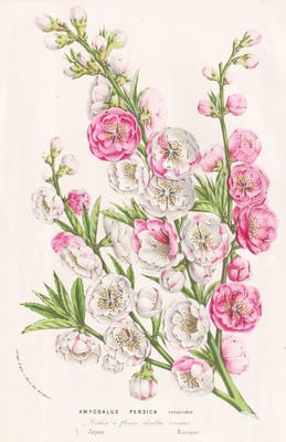 Amygdalus Persica Japan Pfirsich peach Prunus Botanik Houtte Lithographie