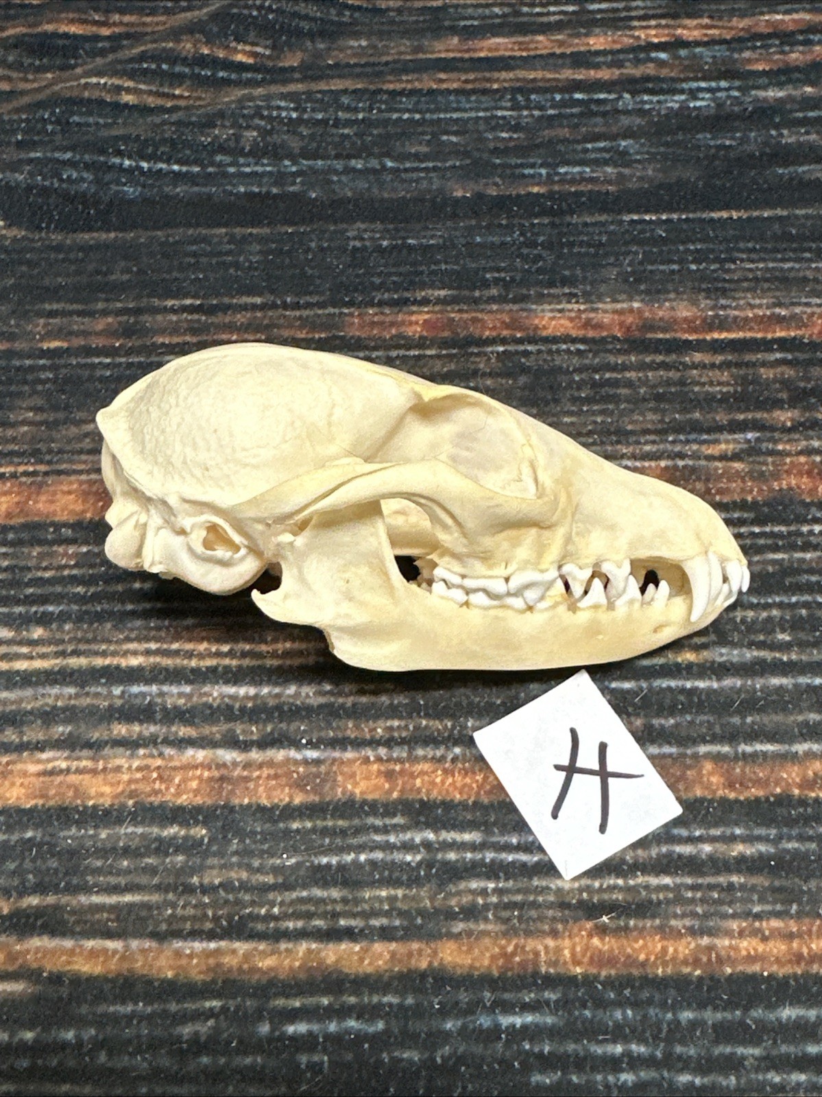 Real Grey Fox Unique Animal Mount Halloween Skull Art Craft Mountain Man Canine