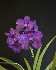 Vanda Pachara Blue. 1 Spike. Almost Blue Flowers. Compact Hanging Orchid. 