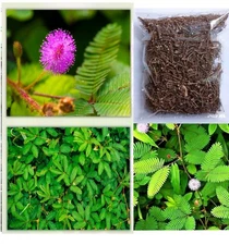 100g Dried Mimosa Pudica Herbal Sensitive Plant Nidikumba Leaf Root Powder