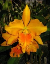 Cattleya Rlc Trojan Gold x Heather's Gold ‘Main Strike’ Orchid Hybrid 1.5” Pot