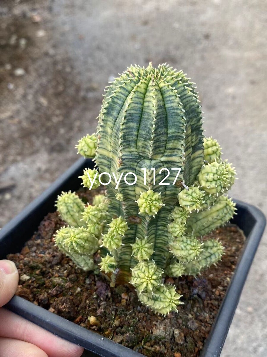 Multi Heads Euphorbia obesa variegated Hook. f. Variegated beautiful Garden  7-9C