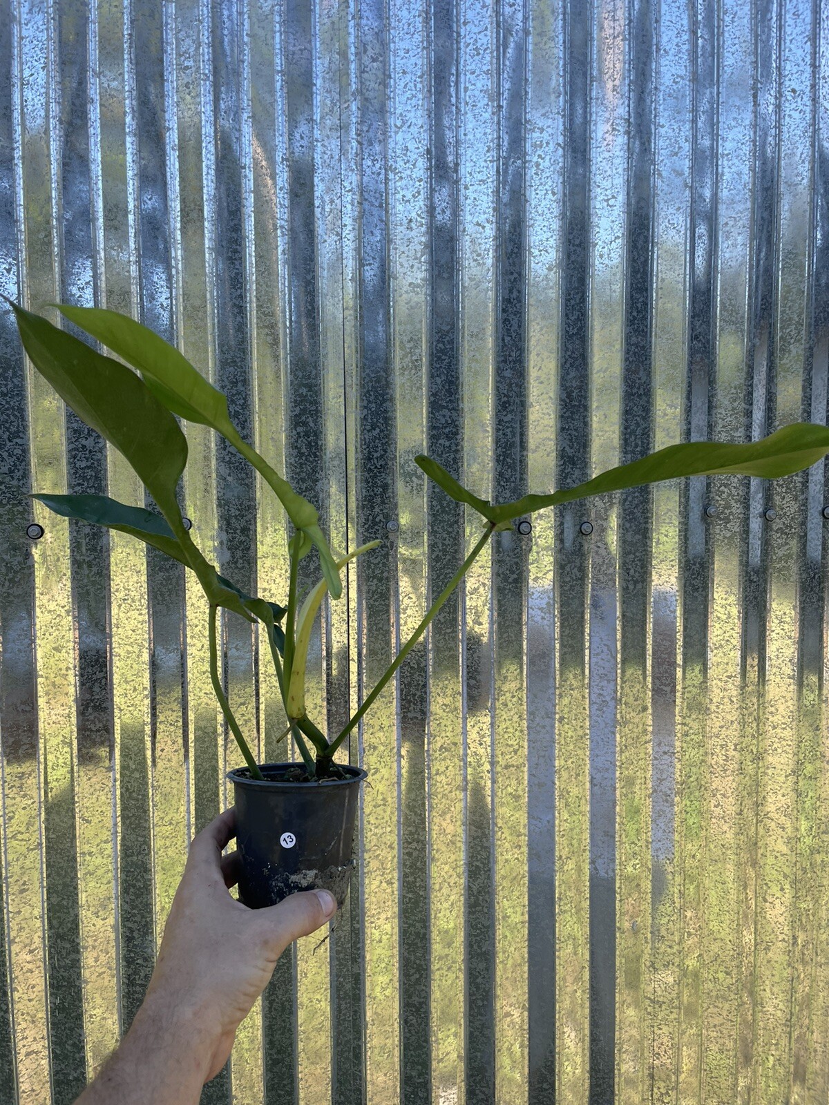 13 Philodendron Joepii Aroid 4” Pot Plant Monstera Houseplant