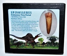 SPINOSAURUS Dinosaur Tooth Fossil 2.243 inch w/ Info Card LDB #14414 14o