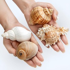 4PCS Hermit Crab Shells 2 3.5'' Large 1 1.5'' Opening Seashells