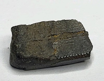 Tyrannosaurier gezackter Zahn ~ 0,34 Zoll Dinosaurier Fossil zwei Medizin FM Ref591