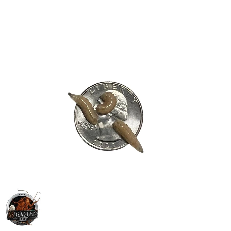 Spikes, Maggots Blue Bottle Fly Larvae Live Free Shipping, Live Guarantee - Image 2 of 2