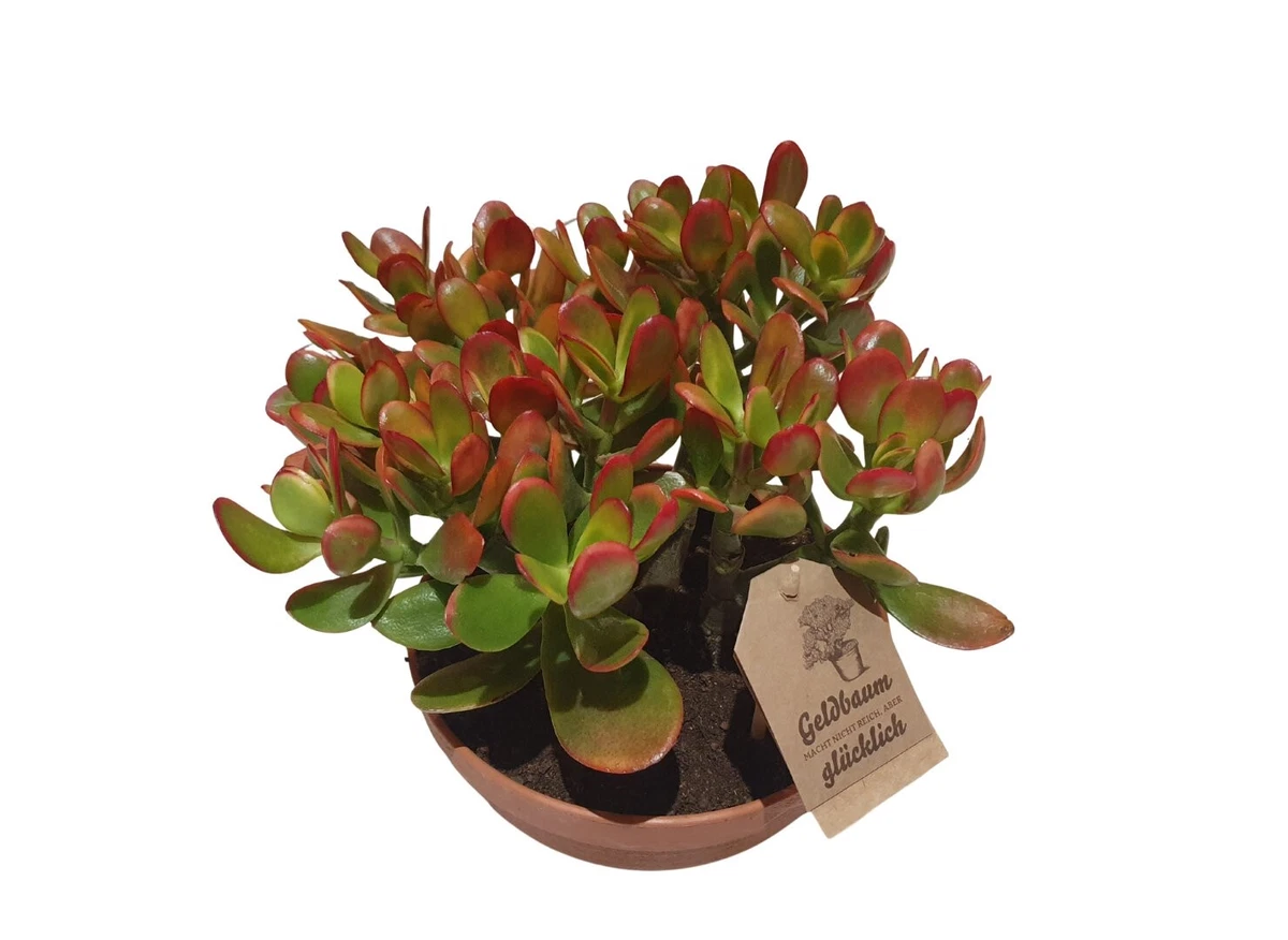 Crassula Pflanzen, Zimmerpflanzen online kaufen | eBay.de