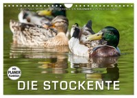 Calendar 2027 · US Version · Emotional Moments: The Mallard Duck. (Wall Calendar