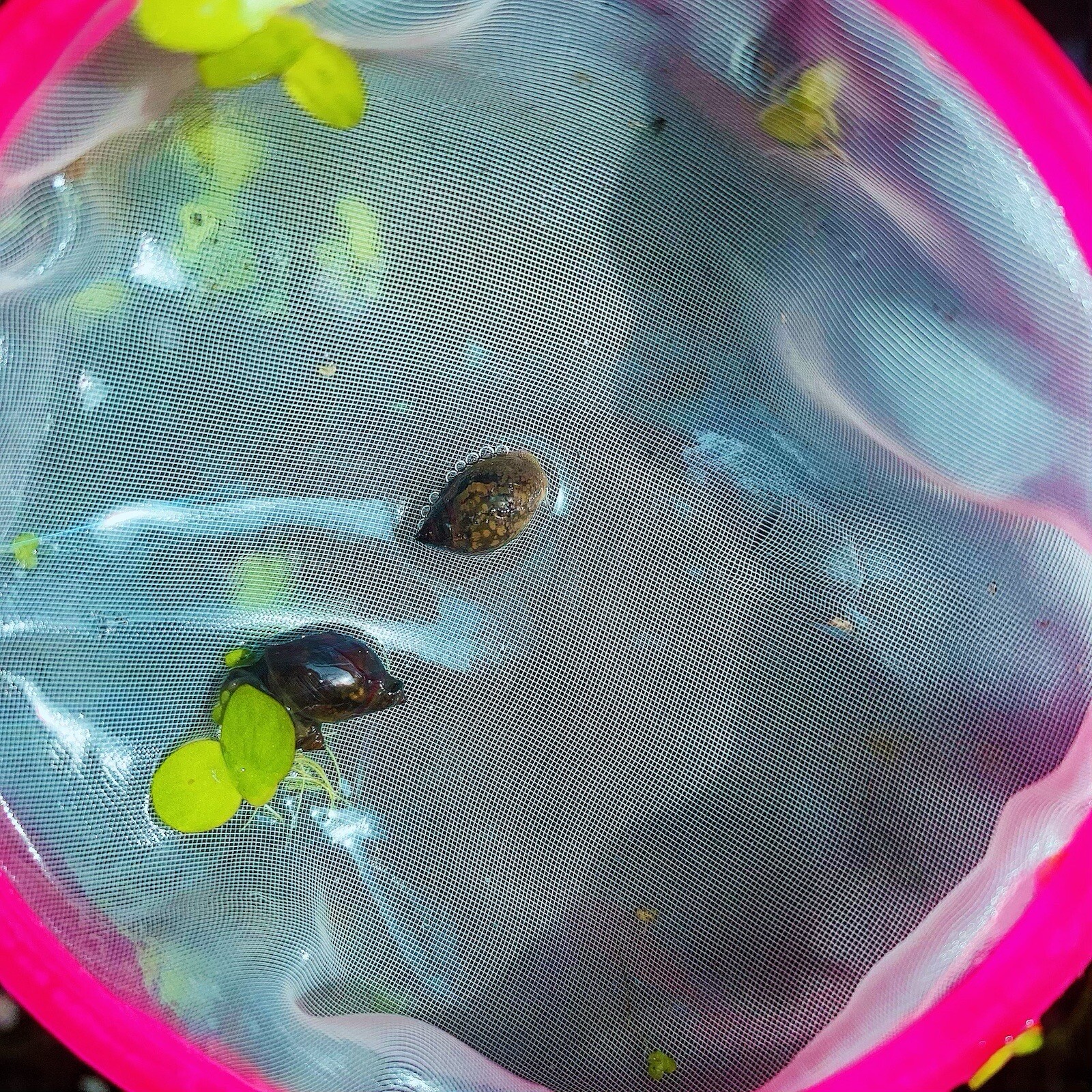 10+ Live Bladder Snails Aquarium Snails Pea Puffer Food Buy 2 Get 1