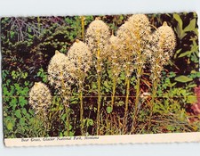 Postcard Bear Grass Glacier National Park Montana USA