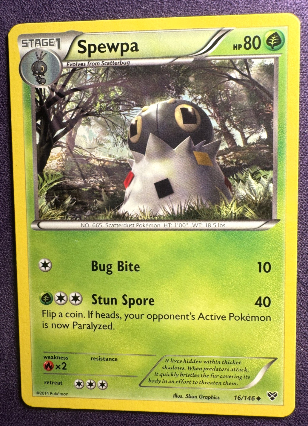 Spewpa - 16/146 - XY - Regular - Uncommon - Pokemon TCG