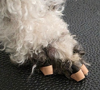 Non-Slip Directional Dog Nail Grippers. Dr. Miller's Nail Grippers. NailGrips !