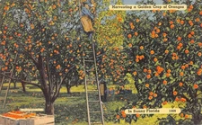 Vintage Florida Orange Harvest Linen Postcard Tichnor Bros 130N