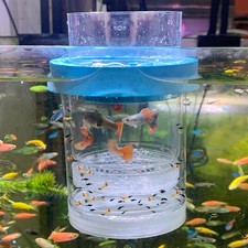 middlefloatingbreederbox Breeder Box for Fish Tank Isolation Aquarium Separator