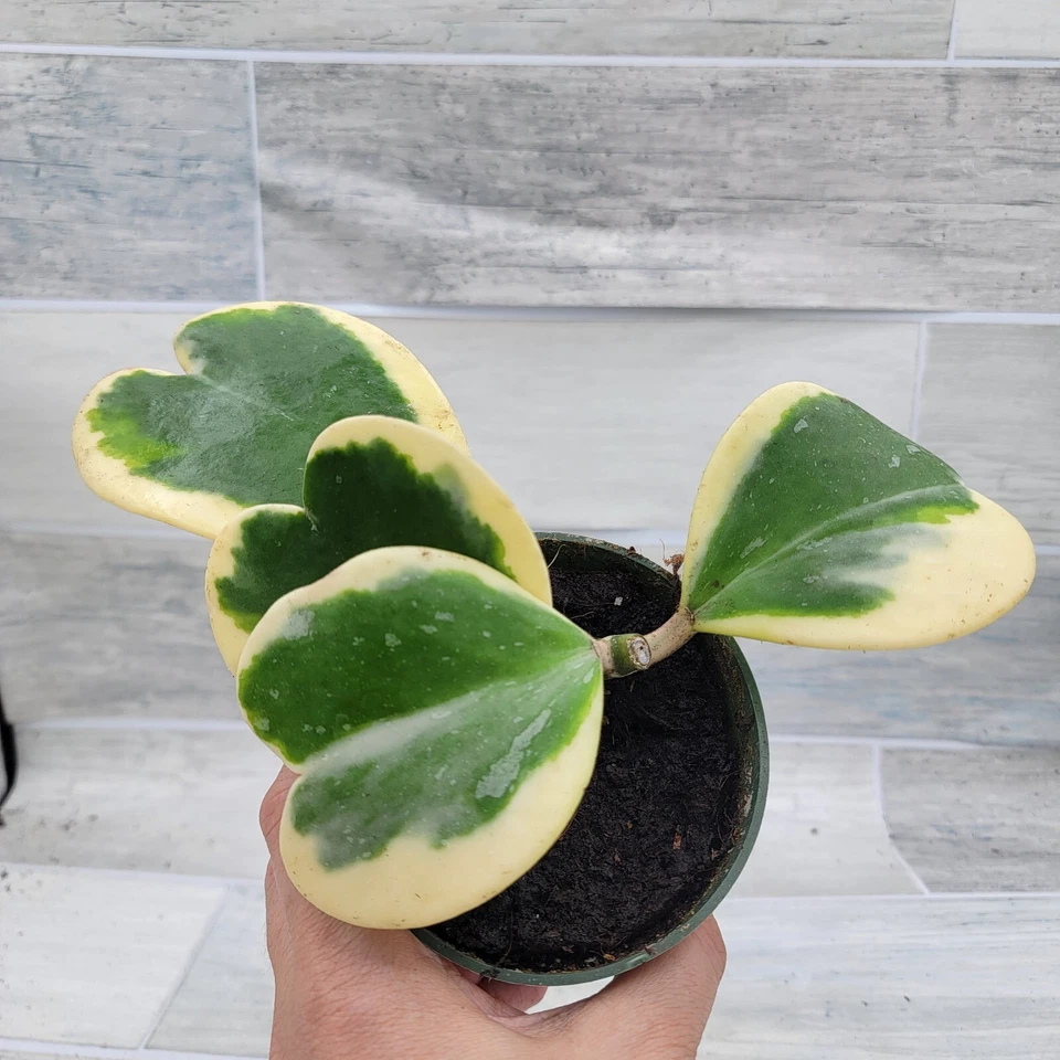 Variegated Hoya Kerrii live rare house plants in 4 inch nursery planted pot - Image 2 of 4