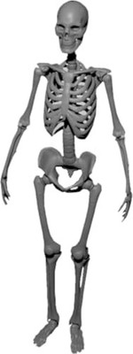 FC Model 1/35 Skeleton Parts