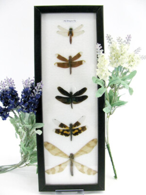 5 Real Beautiful Exotic Taxidermic Dragonflies in a Display Case - Mural 27